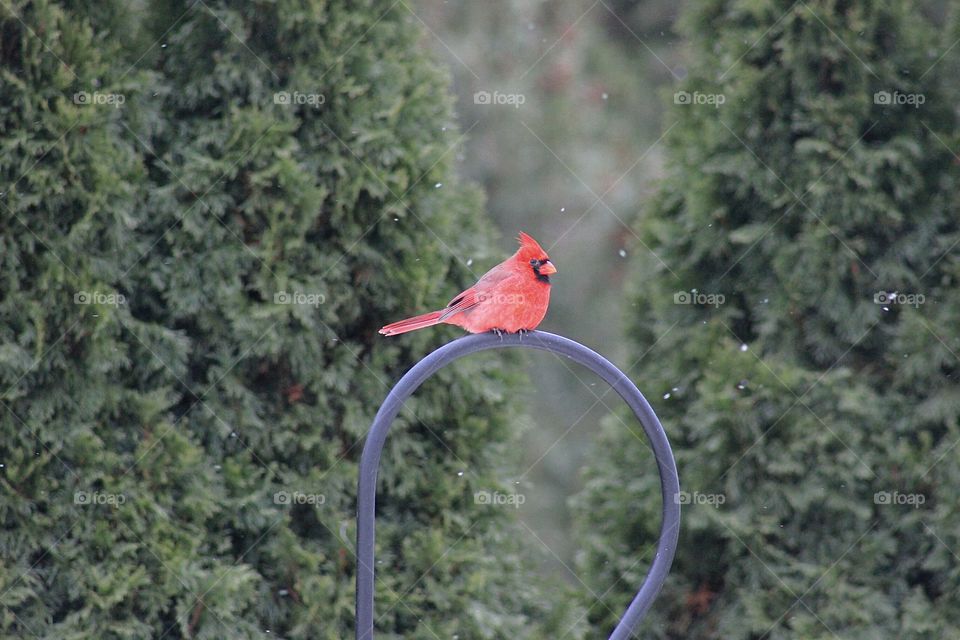 Side view of male cardinal
