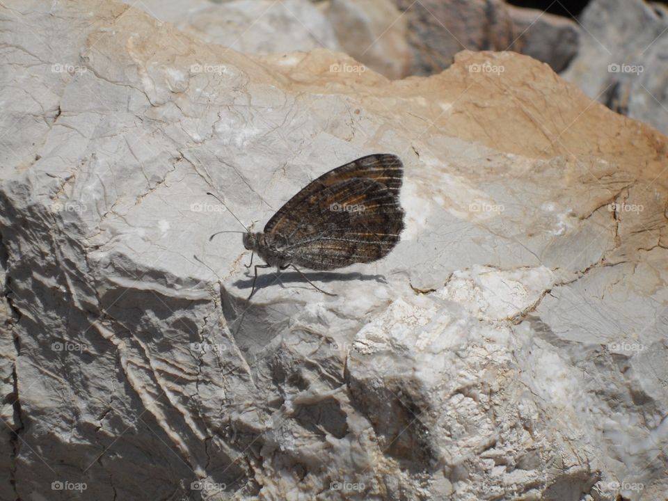 Butterfly on a rock