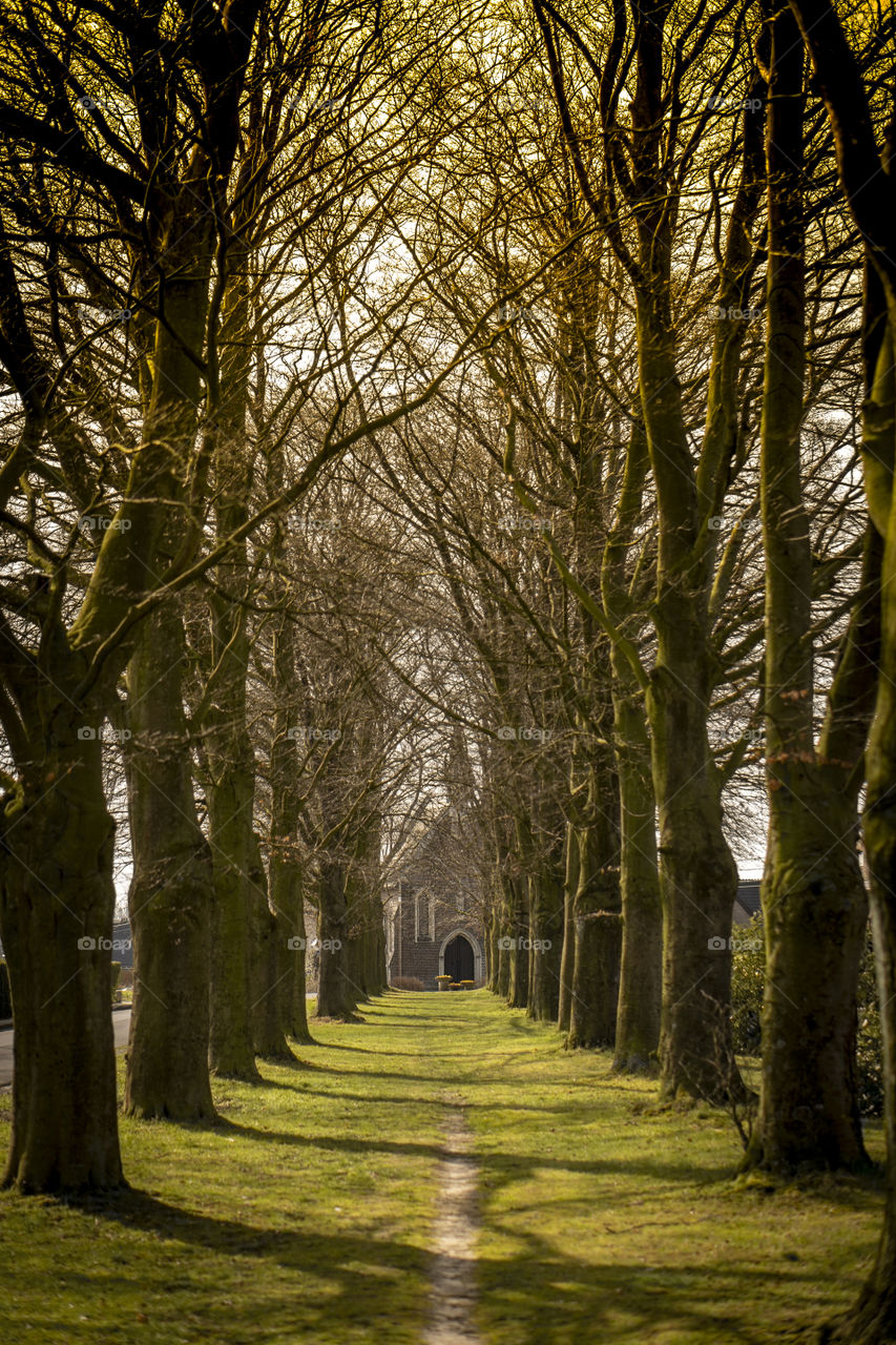 Lane trees chapel