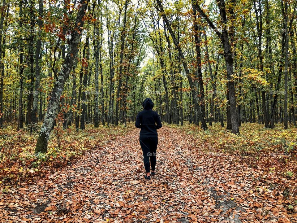 Forest in autumn