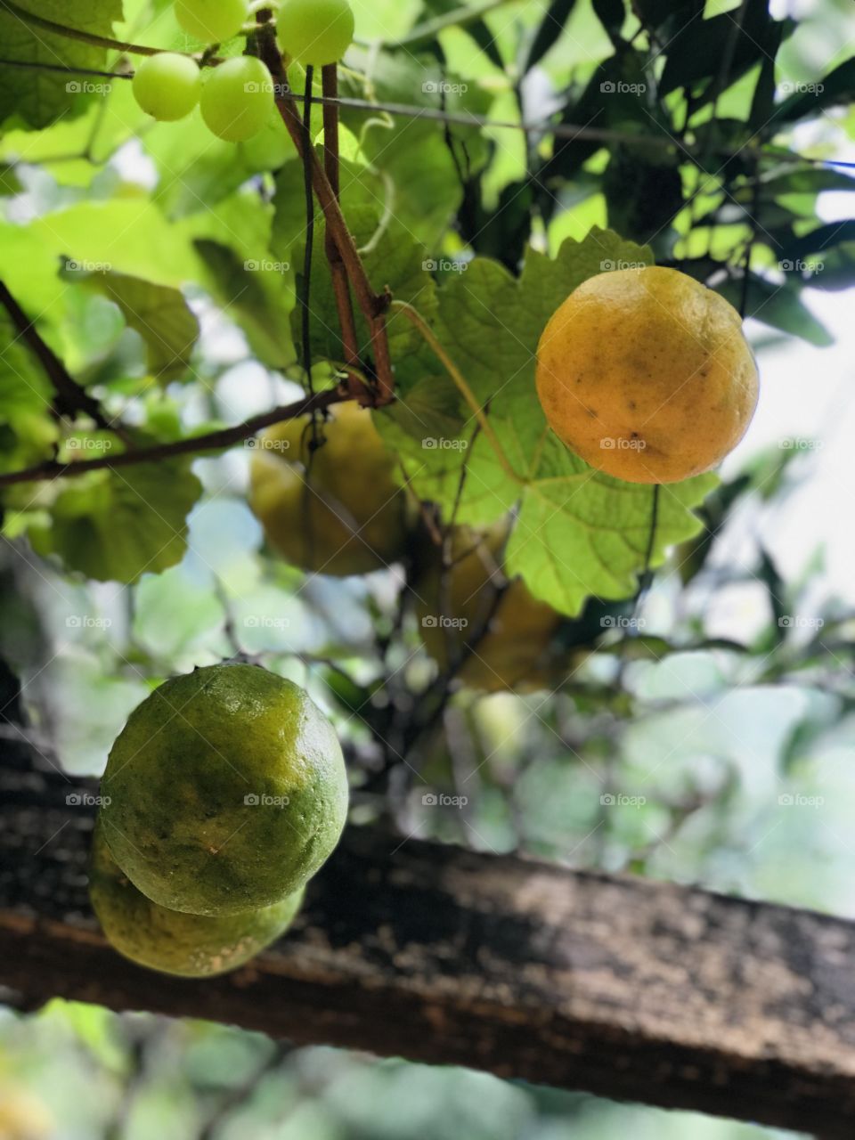 beautiful tangerines