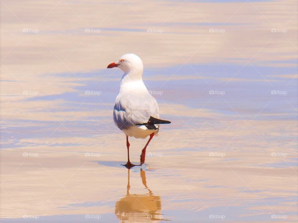 seagull on the beach