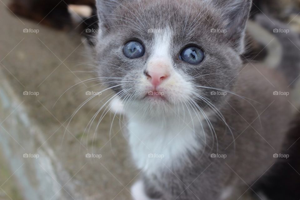 Blue eyes white kitten