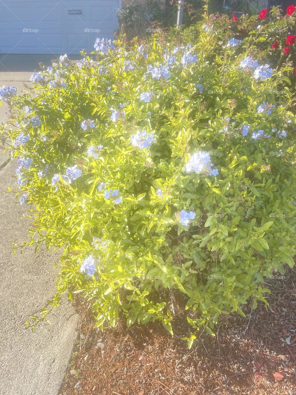 Flowers of a bushy plant 