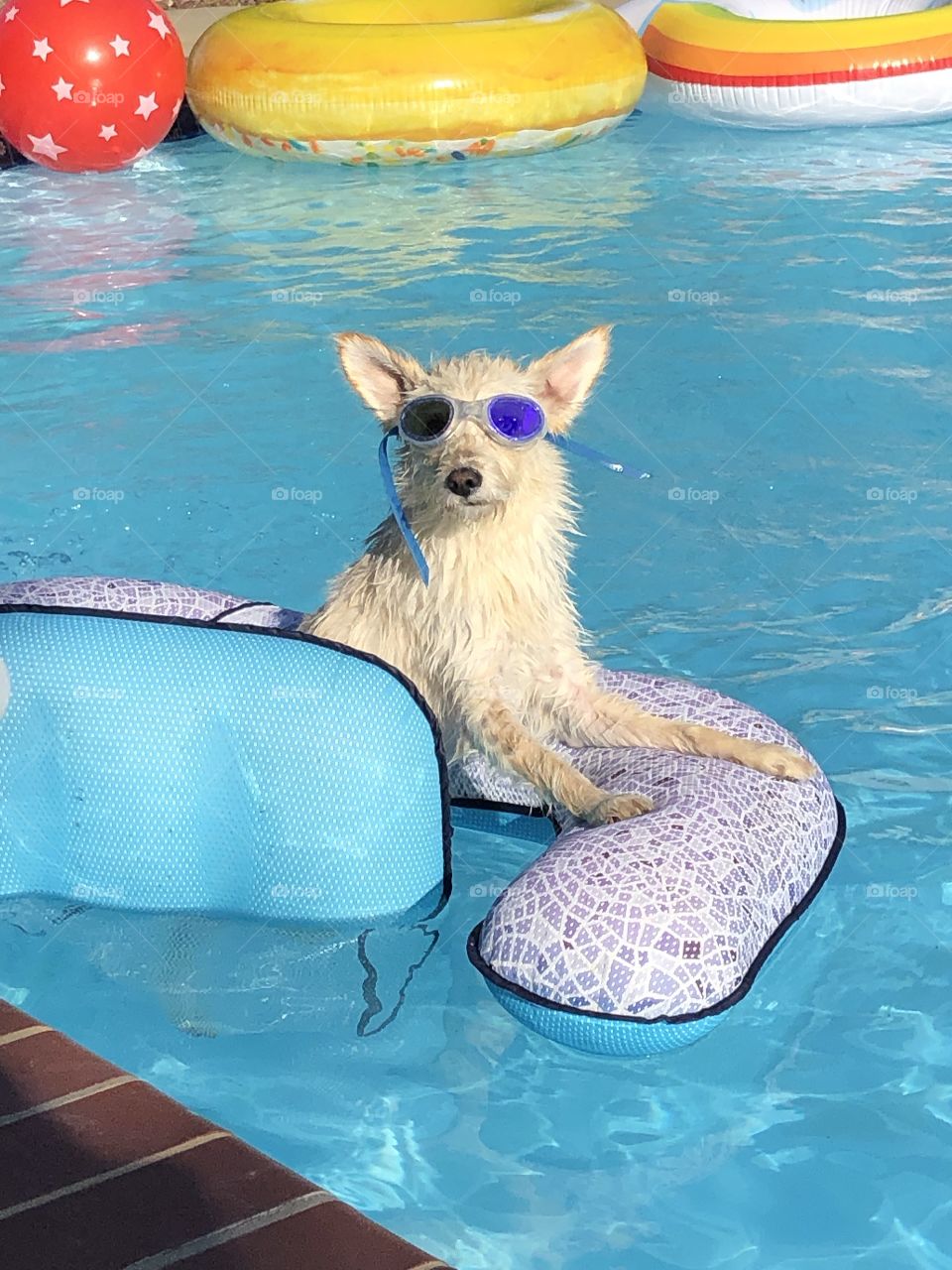 A cute and adorable puppy dog wearing swimming goggles hangs out in the pool during a bbq.