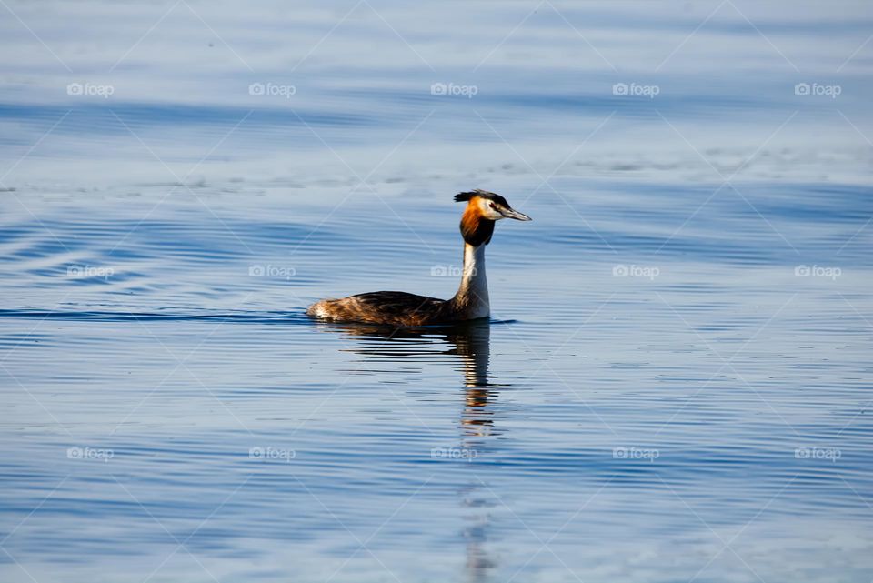 Wasservogel