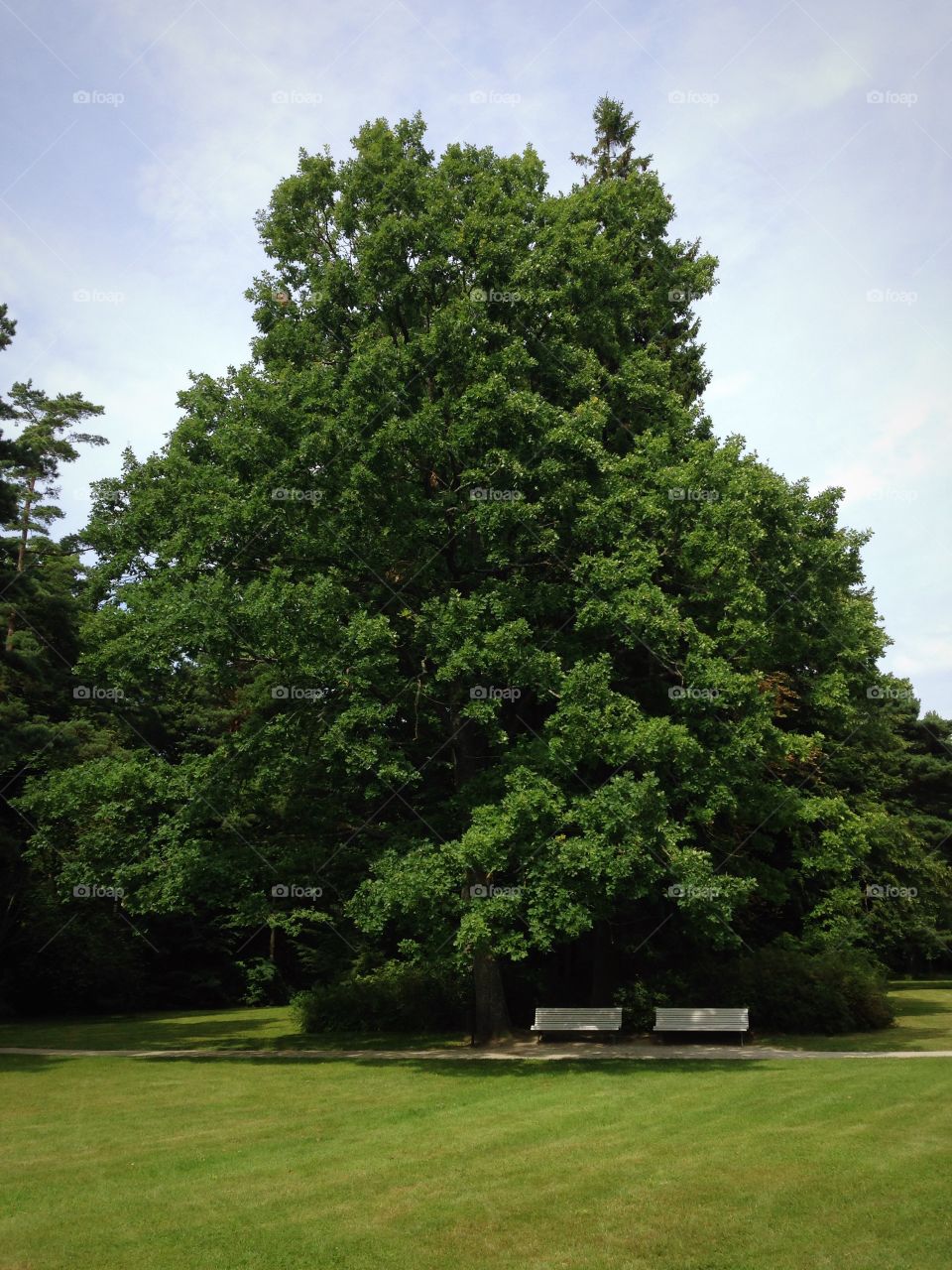 Two banks under the tree