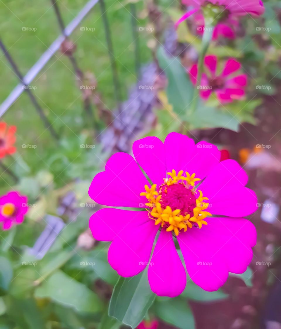 beautiful zinnia pink flowers in the garden