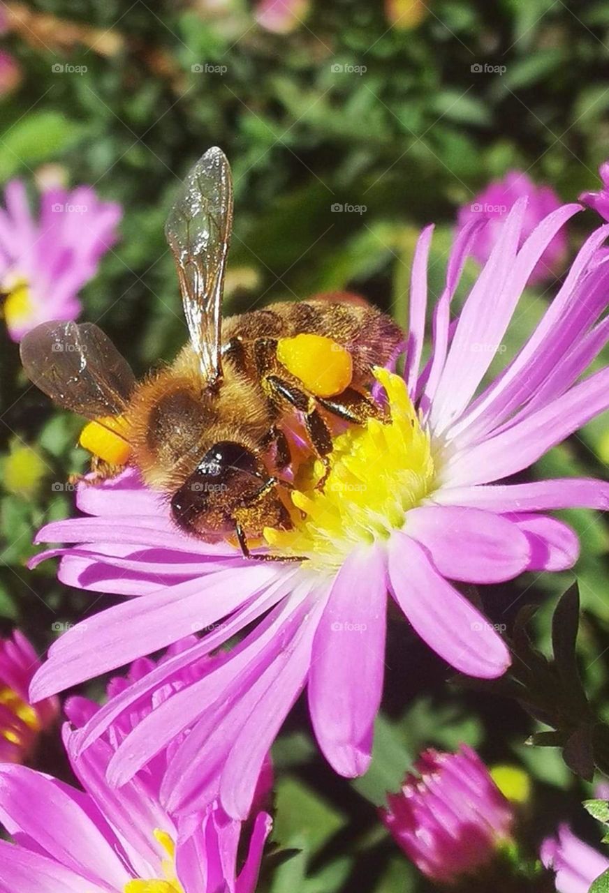 bee on her harvest . photo taken in my flower garden .