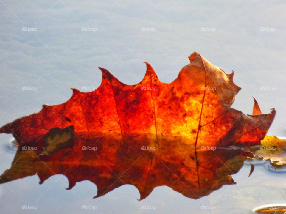 Fall leaf in the water. 