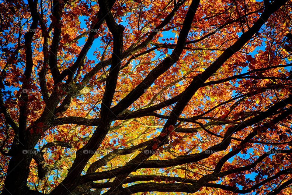 Tree, Fall, Leaf, Branch, Wood