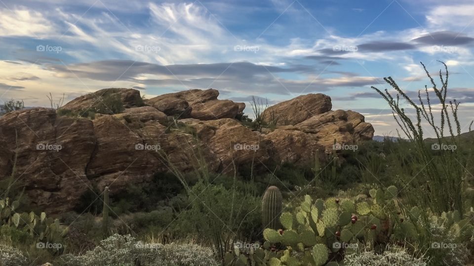 Desert Landscape 