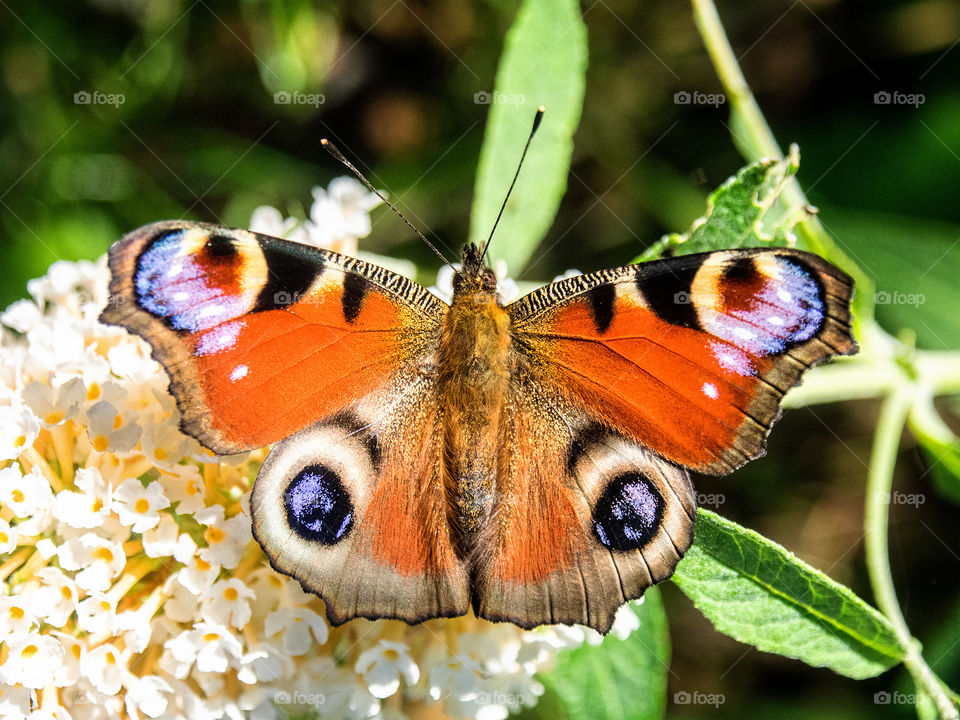 Butterflied