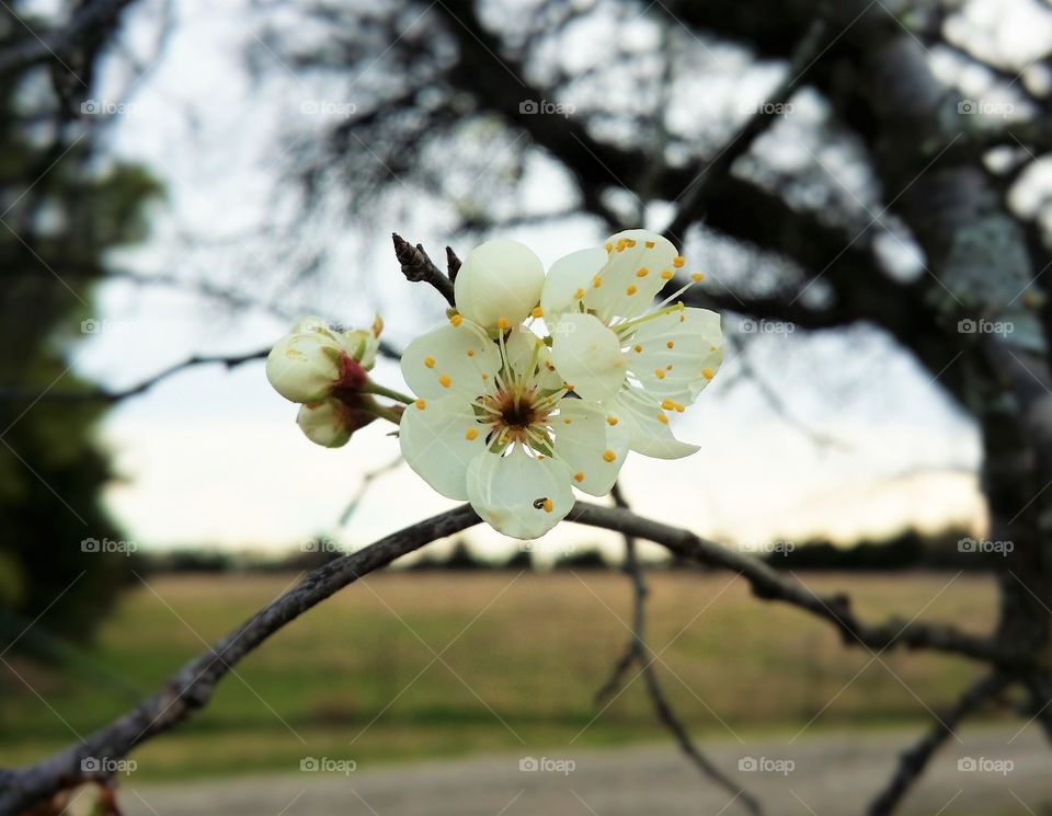 Mexican Cherry Blossoms