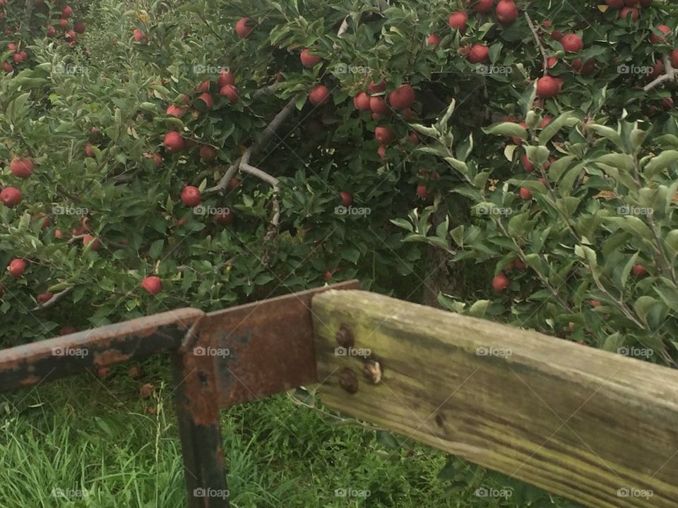 Apple Picking