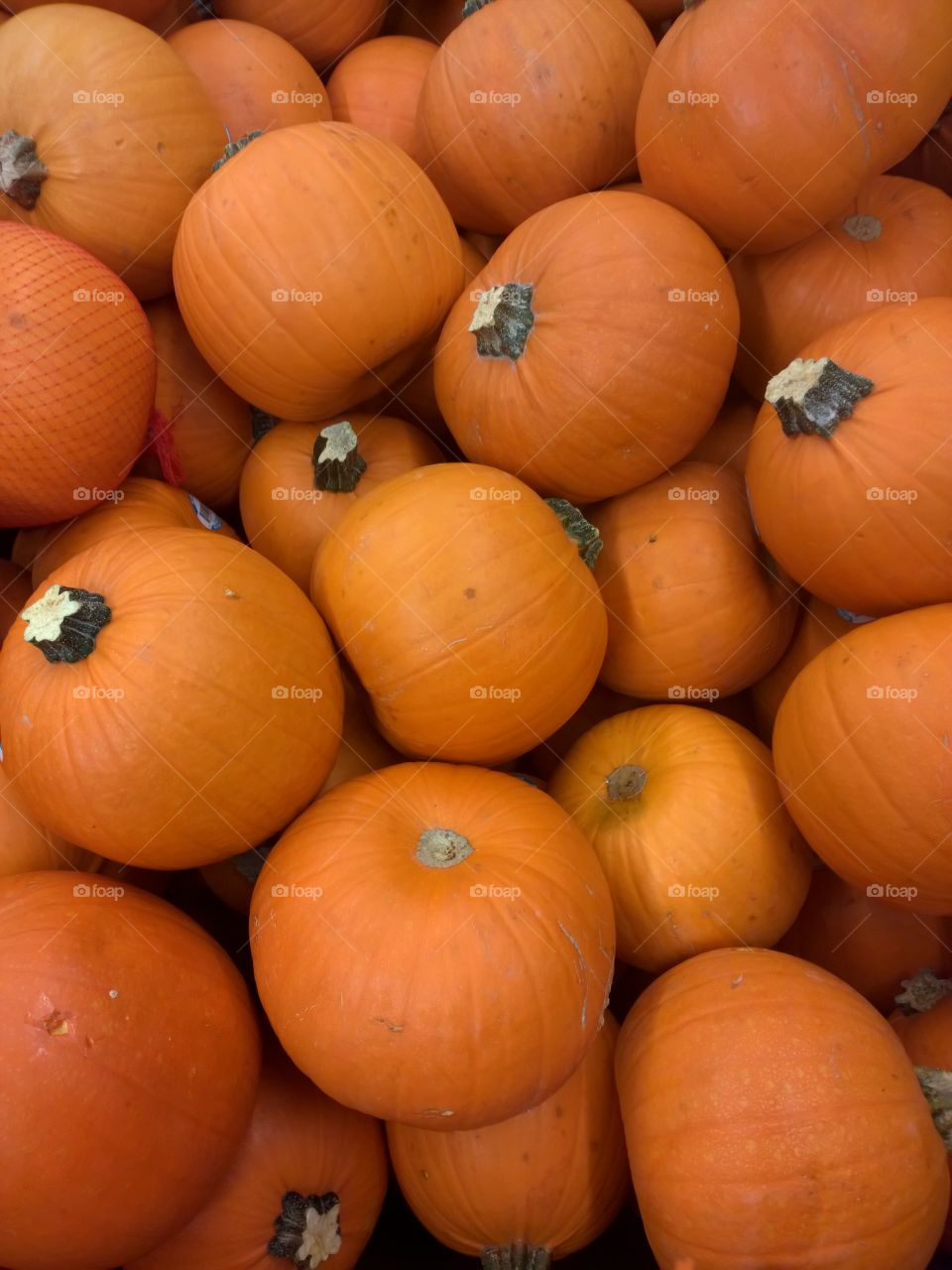Mini pumpkins.