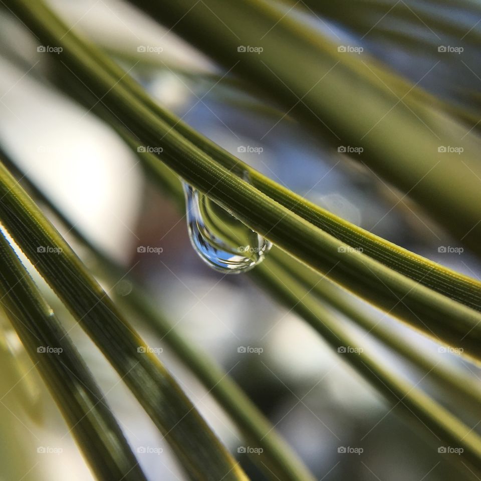 Macro Rain Drop