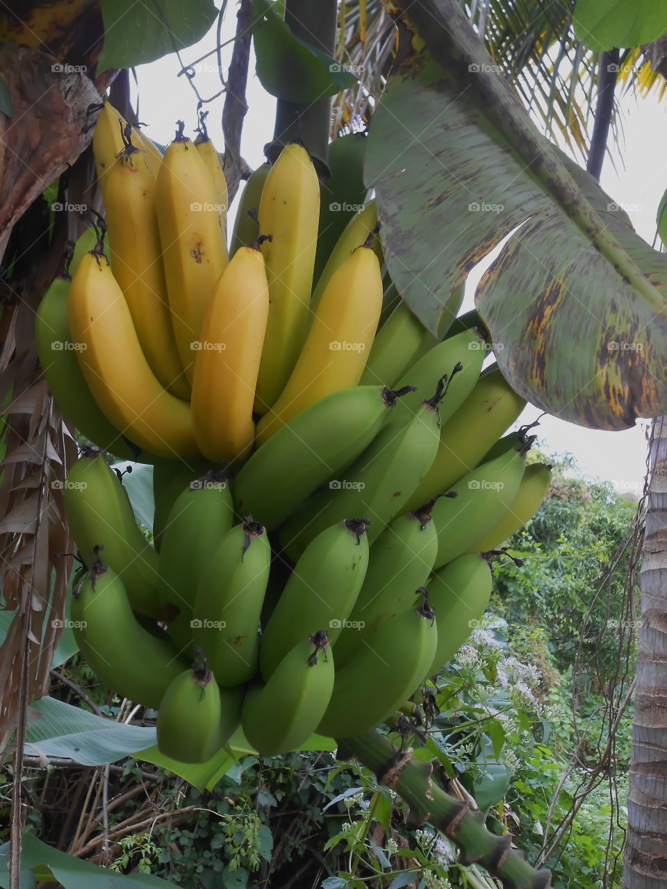 Hanging Bunch With Ripe and Unripe Bananas