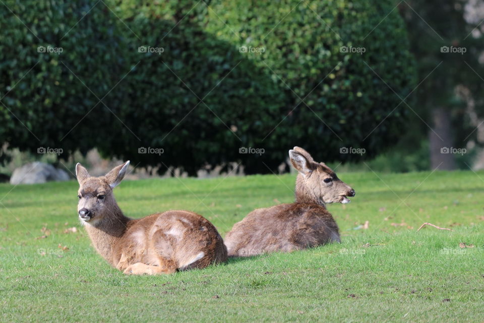 Couple of deer cuddling 