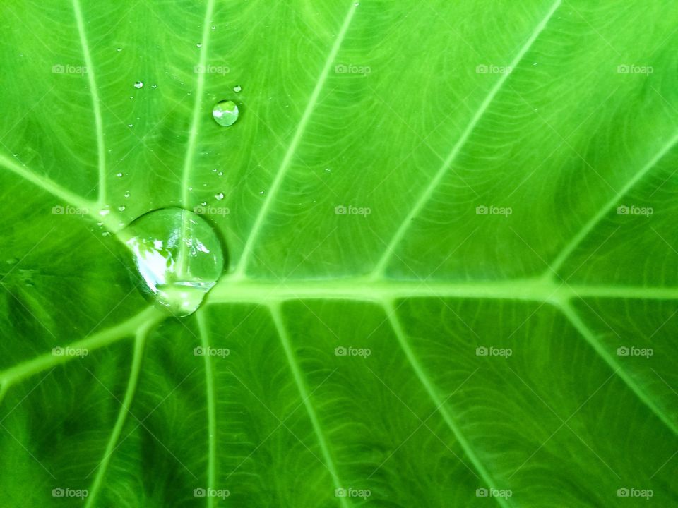Water drop on green leaves background 