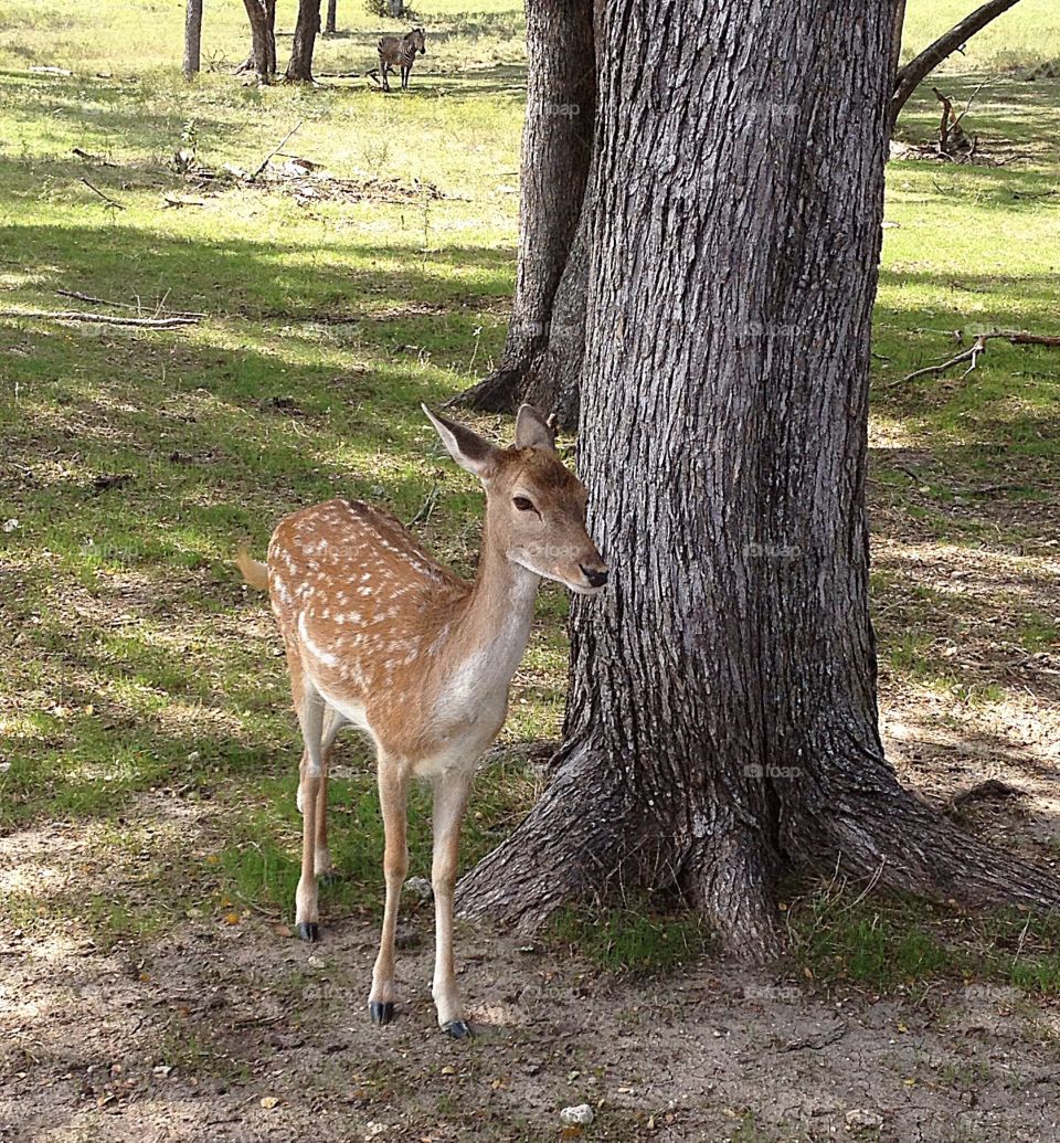 Deer. Deer at wildlife preserve