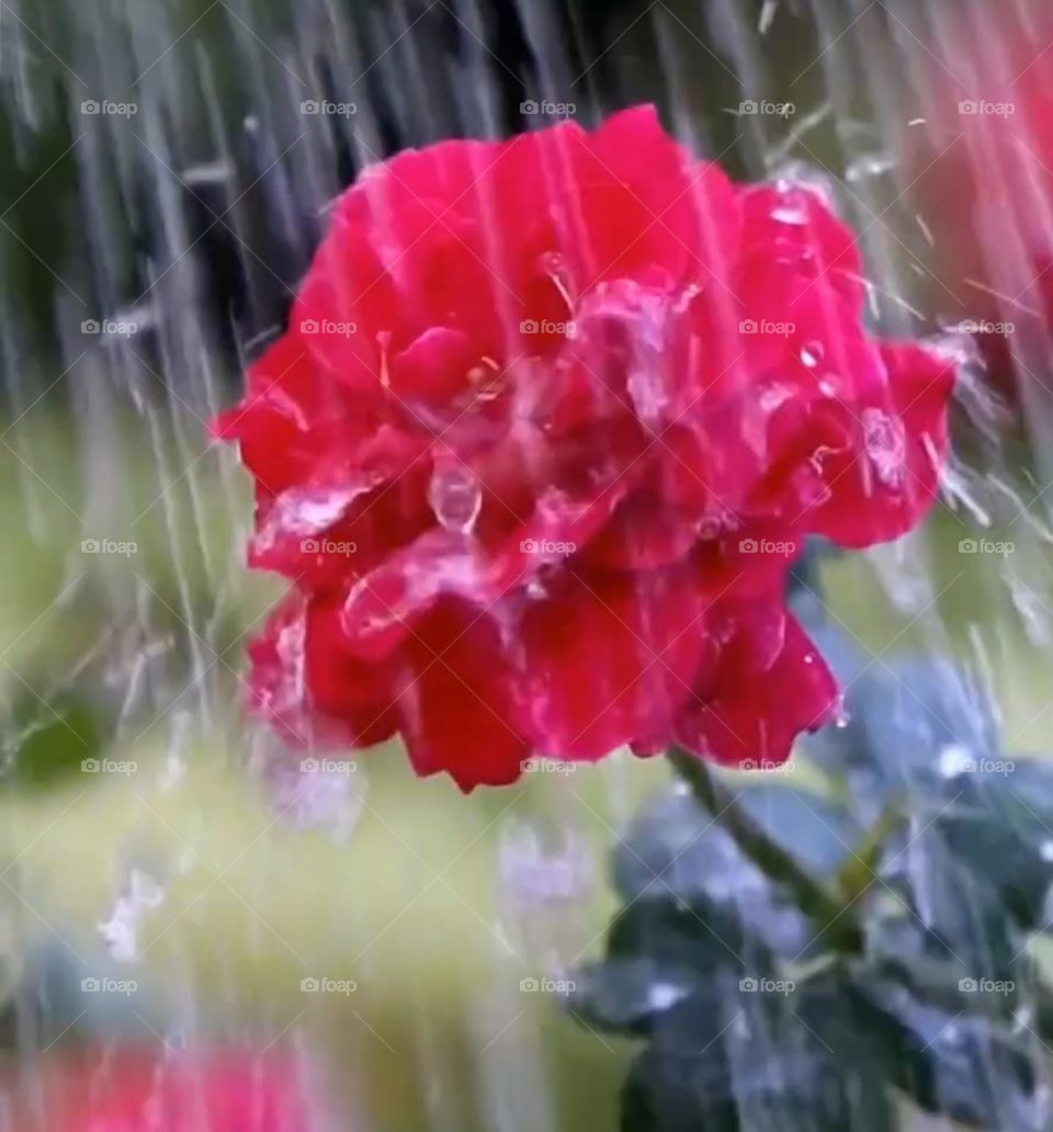 Red rose flower in the rain