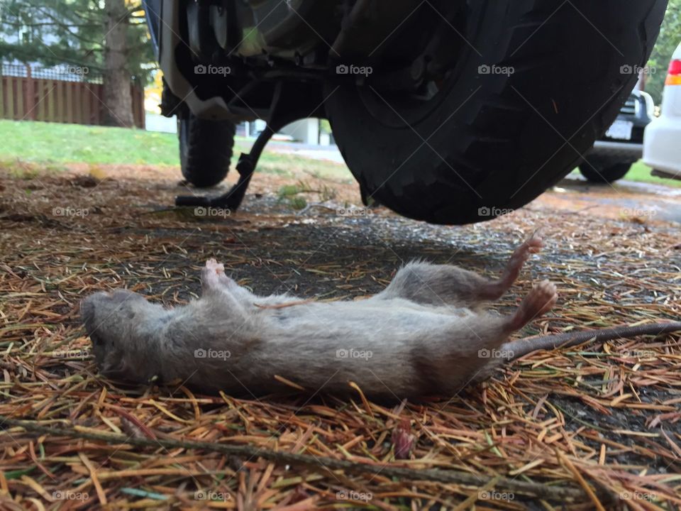 Cat caught  a rat but it looks like it was run over!