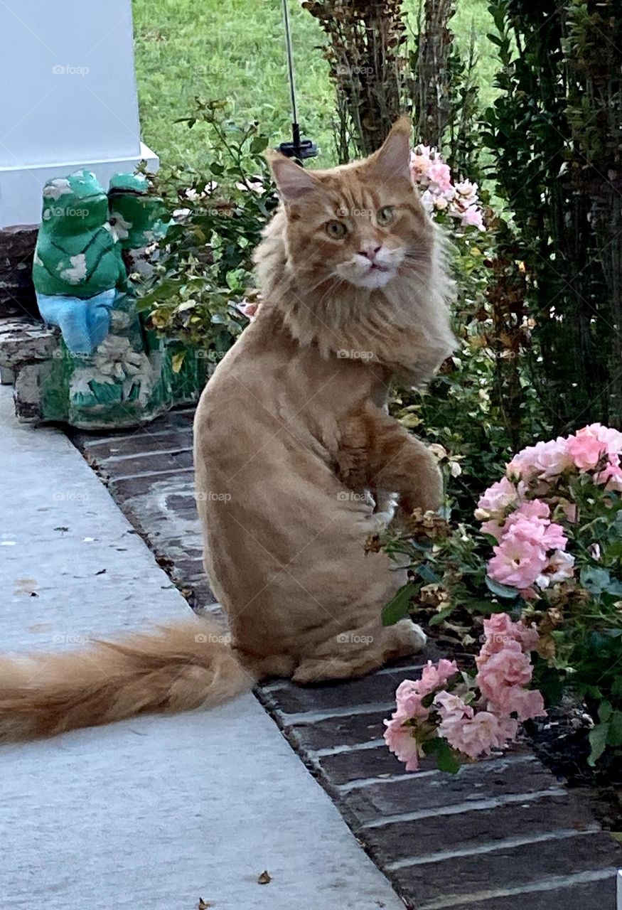 Maine coon sitting outside by flowers