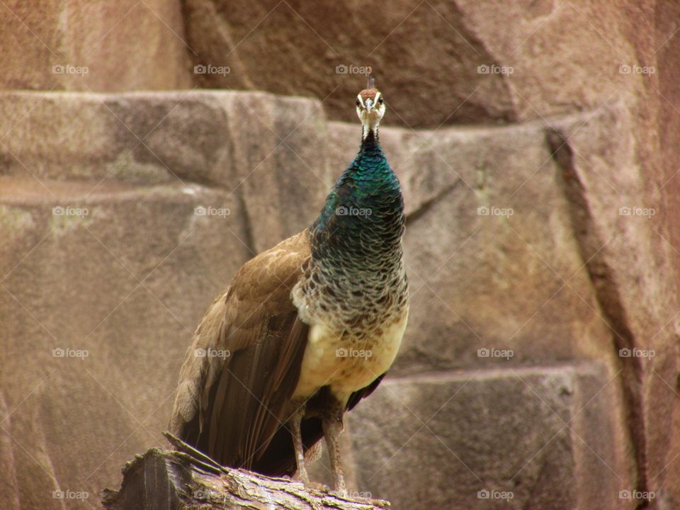 Perched Peacock