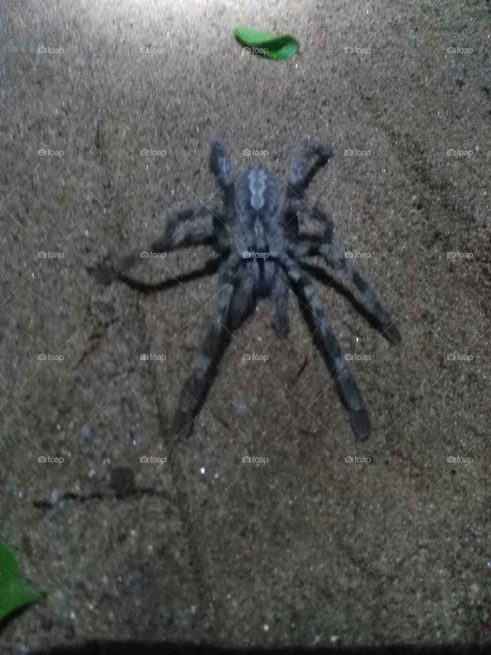 big spider
