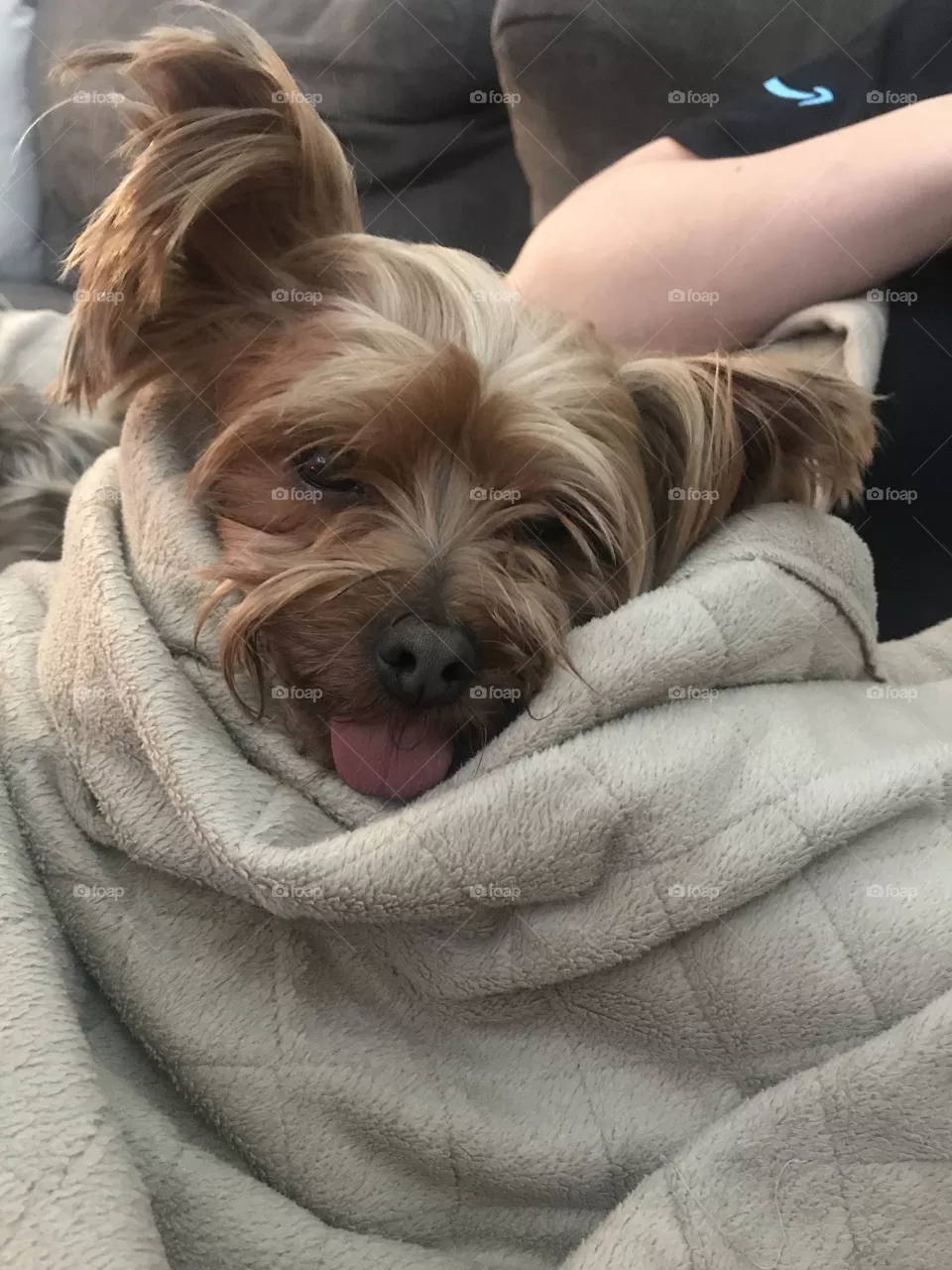 Yorkie 