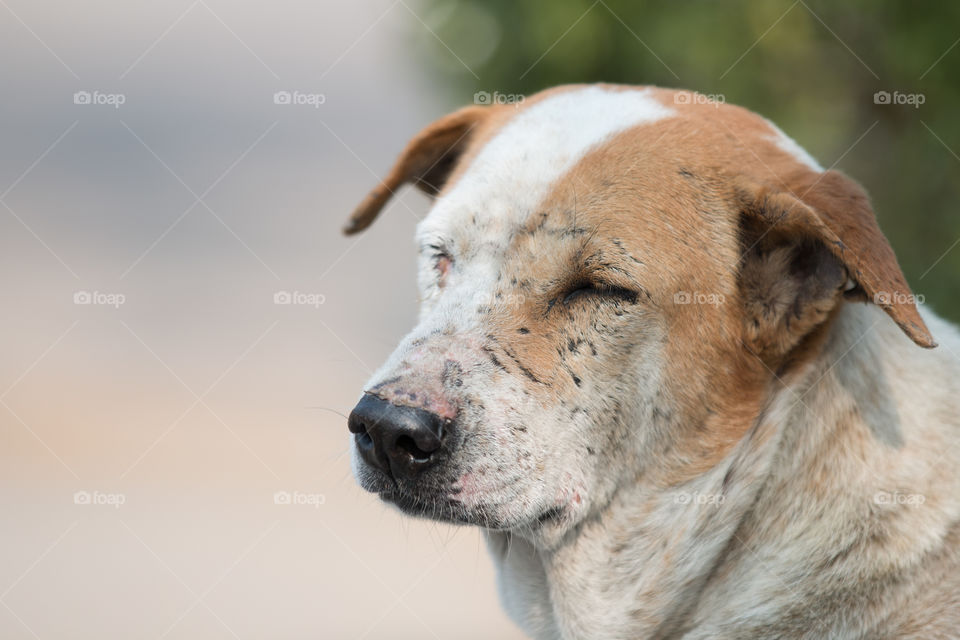 Mammal, Dog, Animal, Portrait, No Person