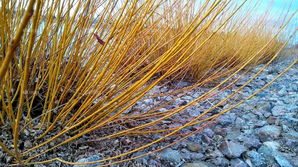 winter bush