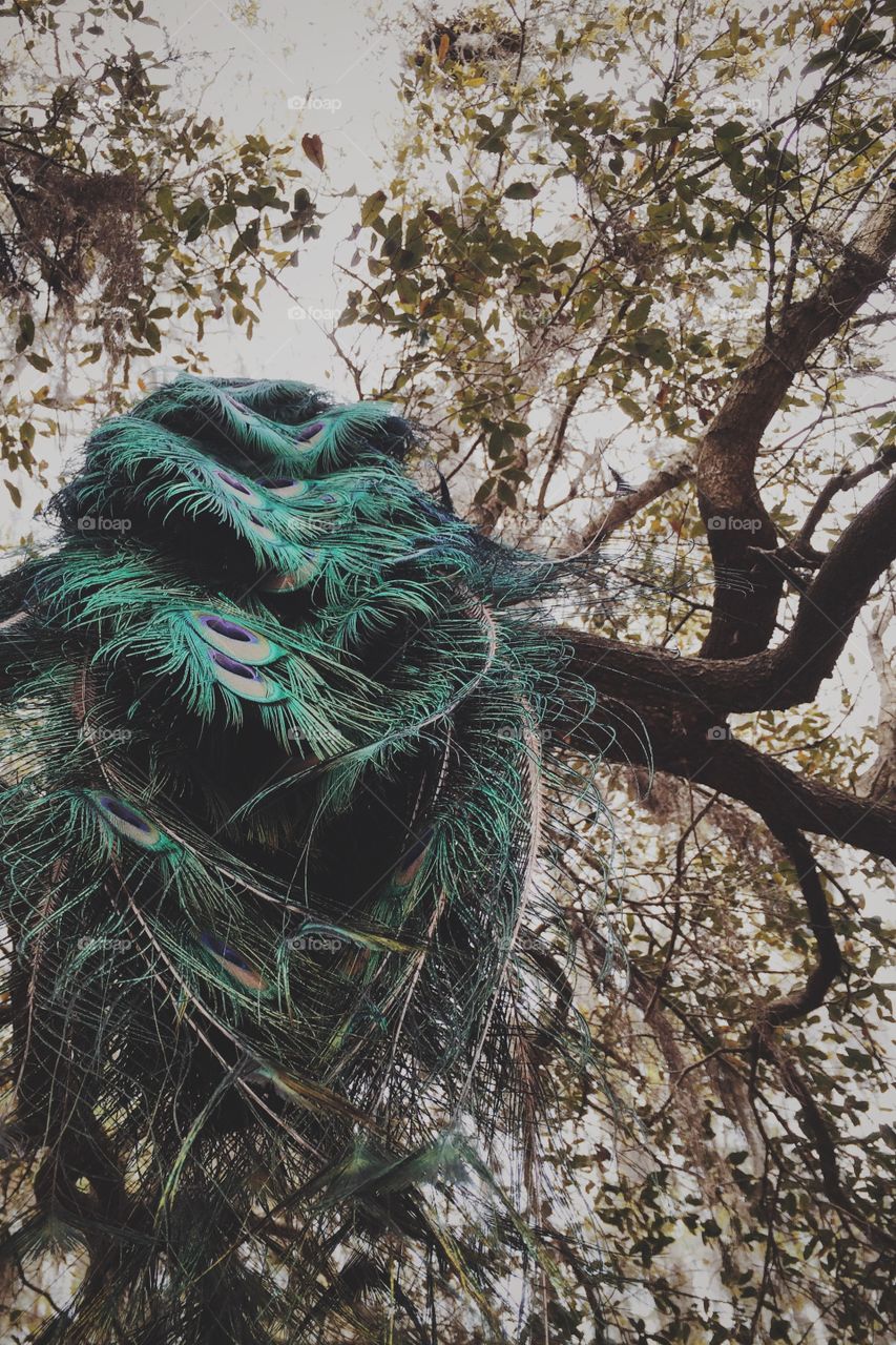 Plumage. Peacock in a tree