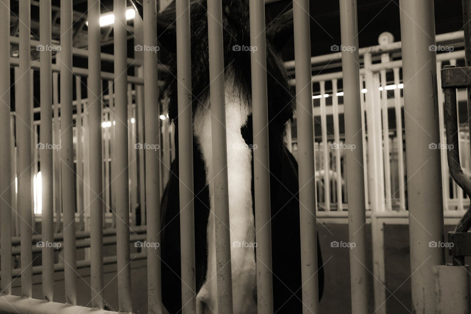 Horse in cage