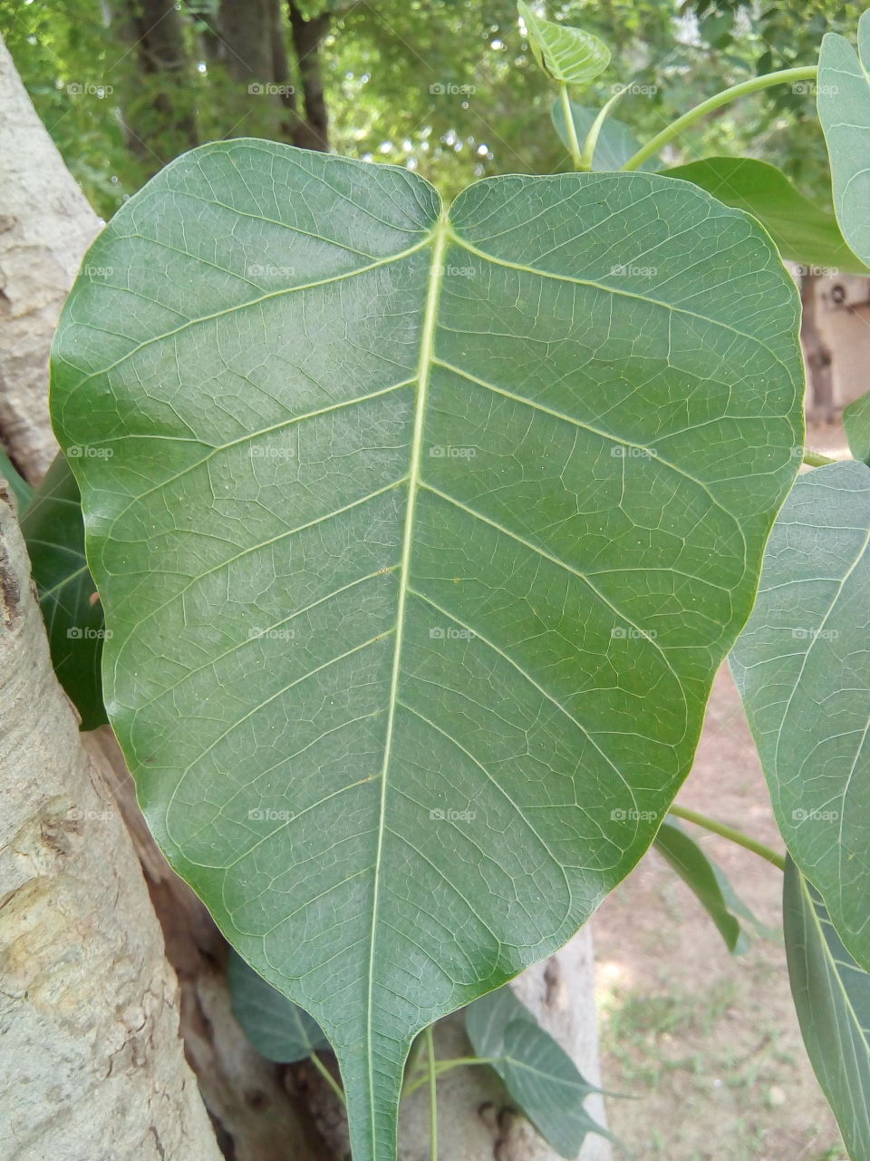 a beautiful leaf of Ficus religiosa (peepal).