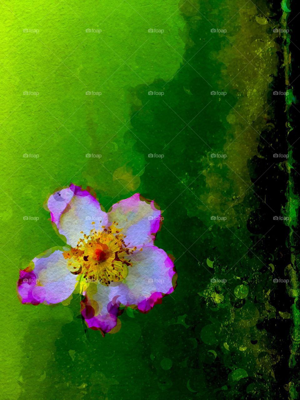 Flower in the swamp, artistic flower, flower petal
