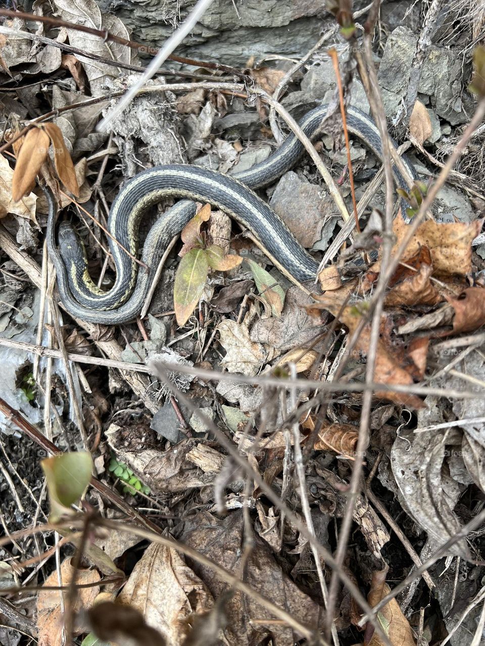 Garter snake 