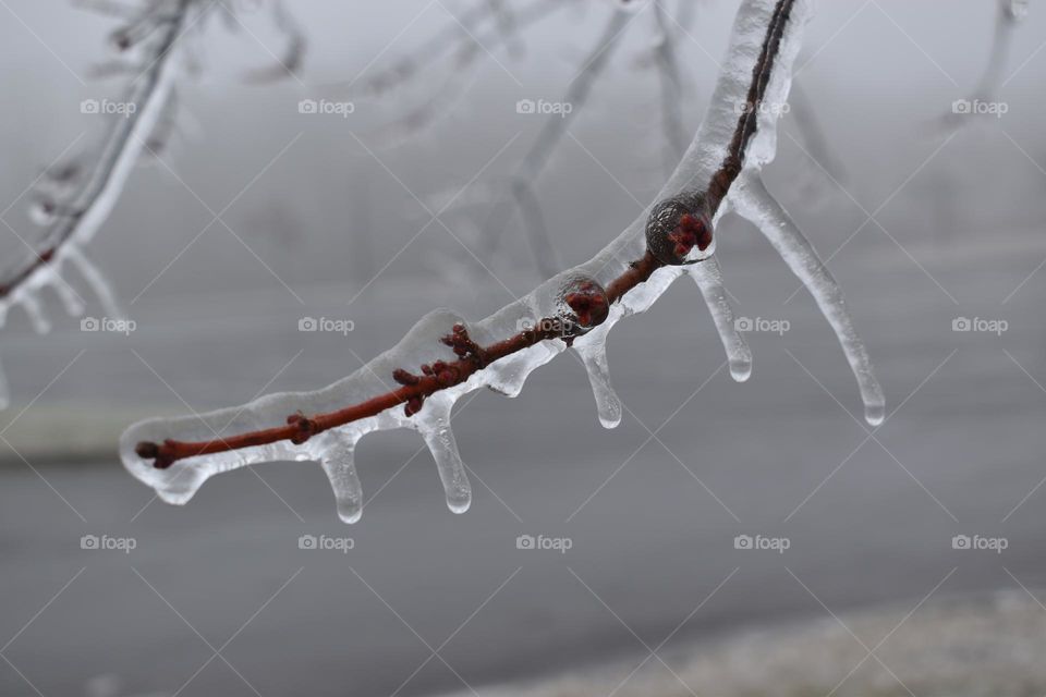 Ice coats a branch on a foggy day