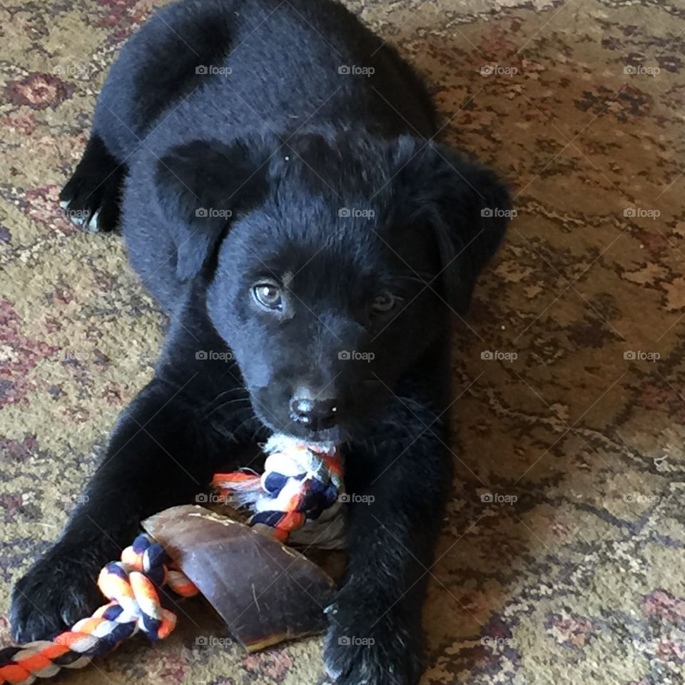 Lab puppy