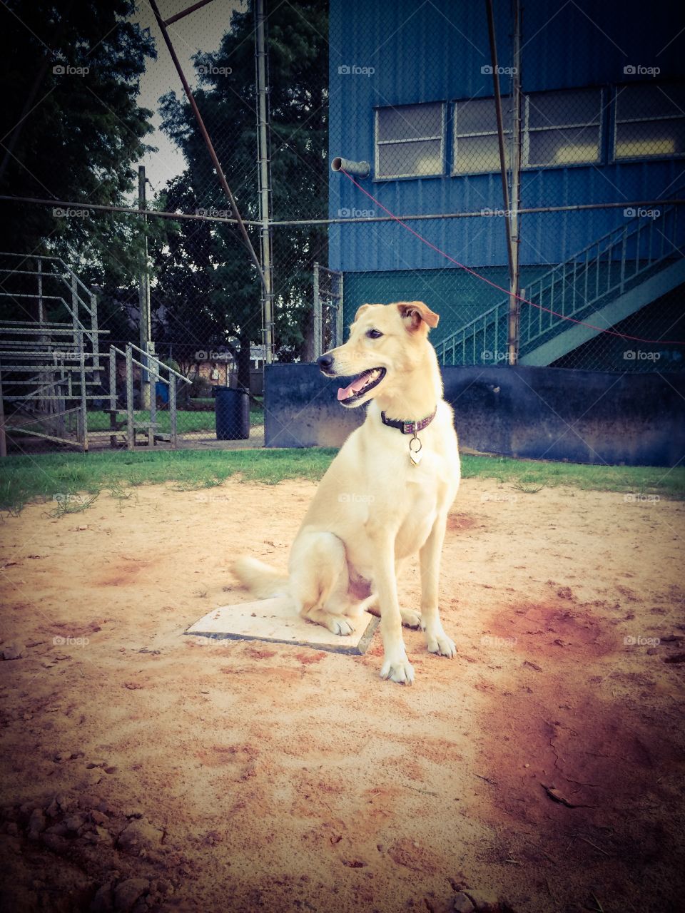 Yellow Labrador / German Shepard mix rescued from local shelter to his forever home. 