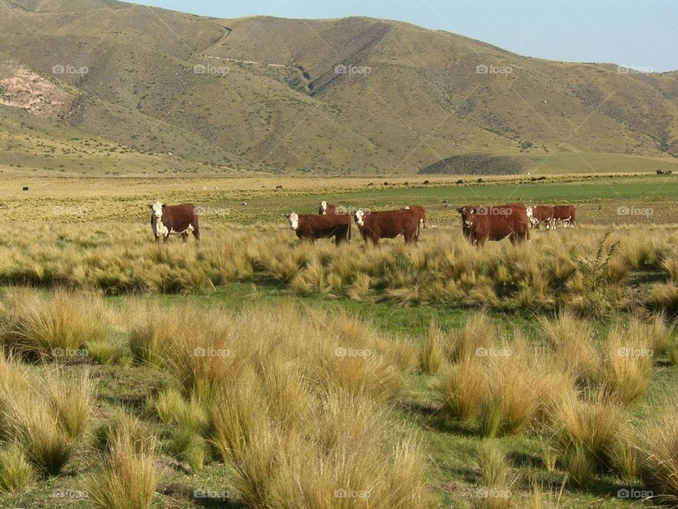 las vacas en el campo