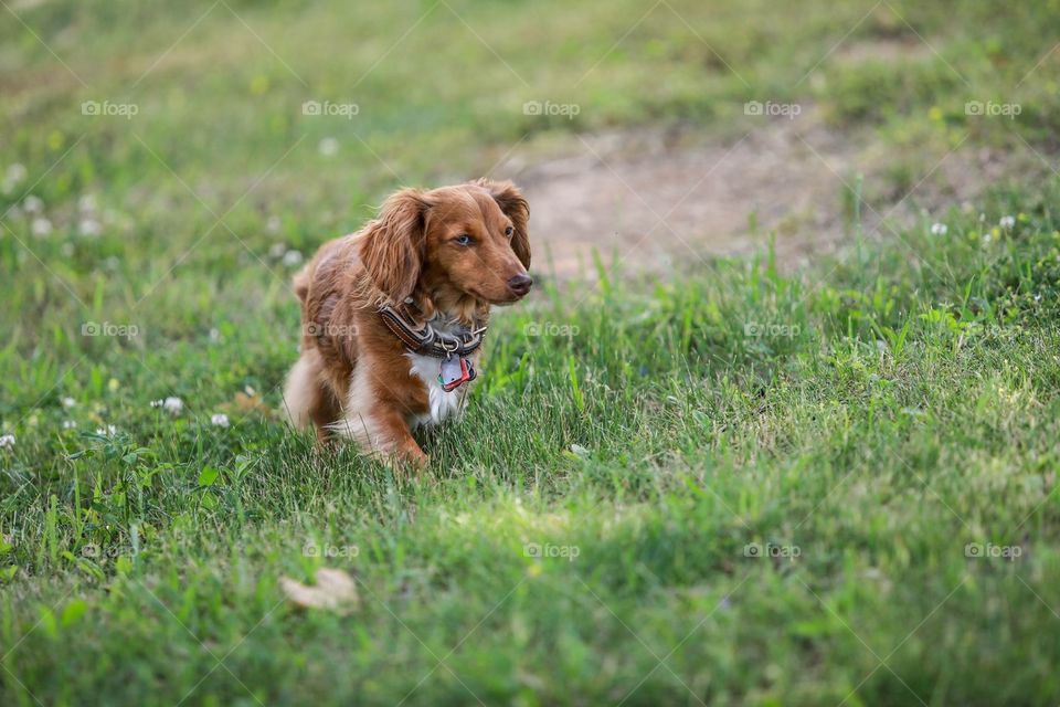 Dog walking in grass