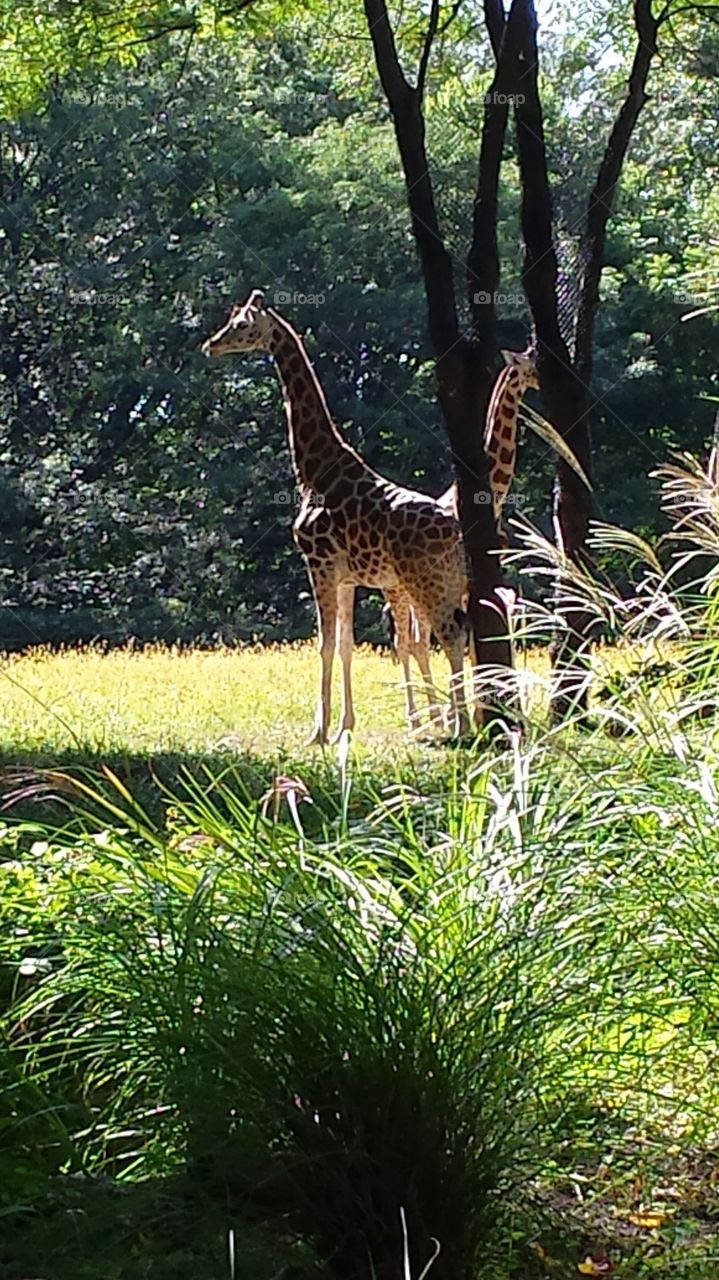 giraffe. visit to the zoo