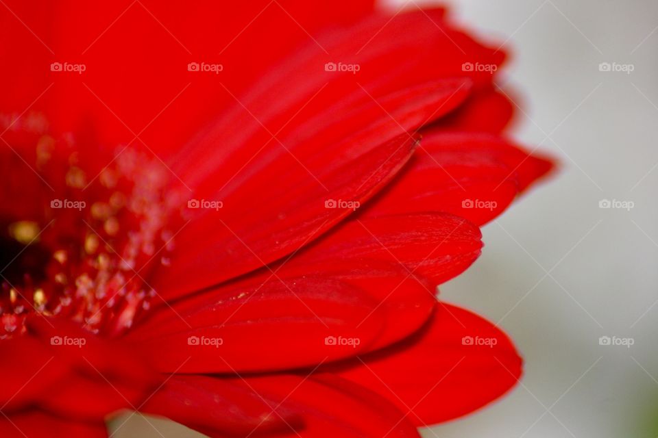 Abstract Flower of Red