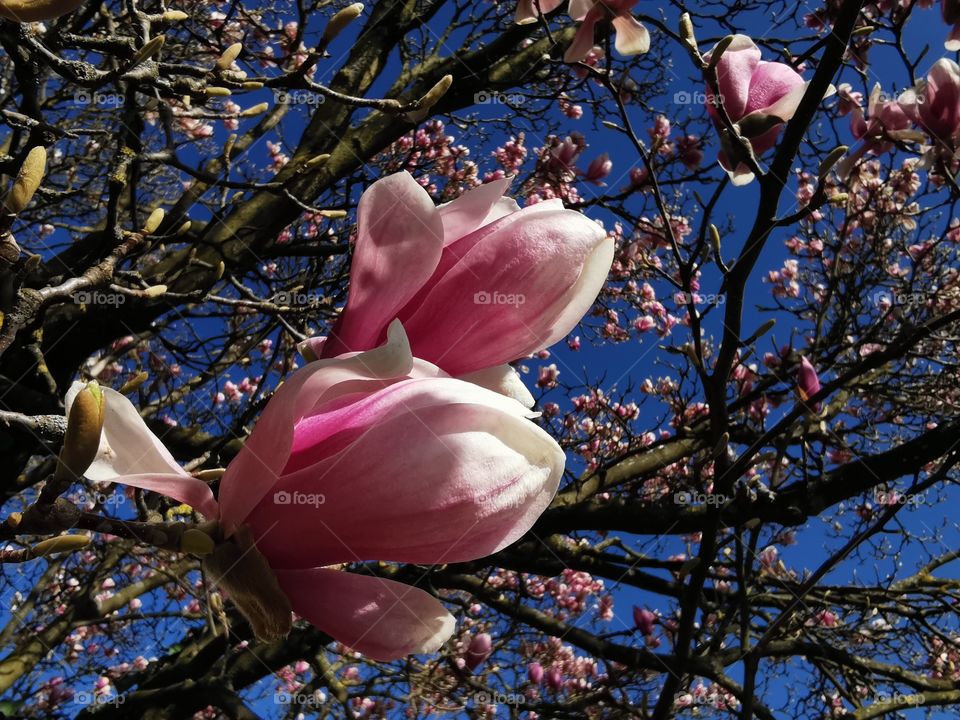 Magnolia blossom
