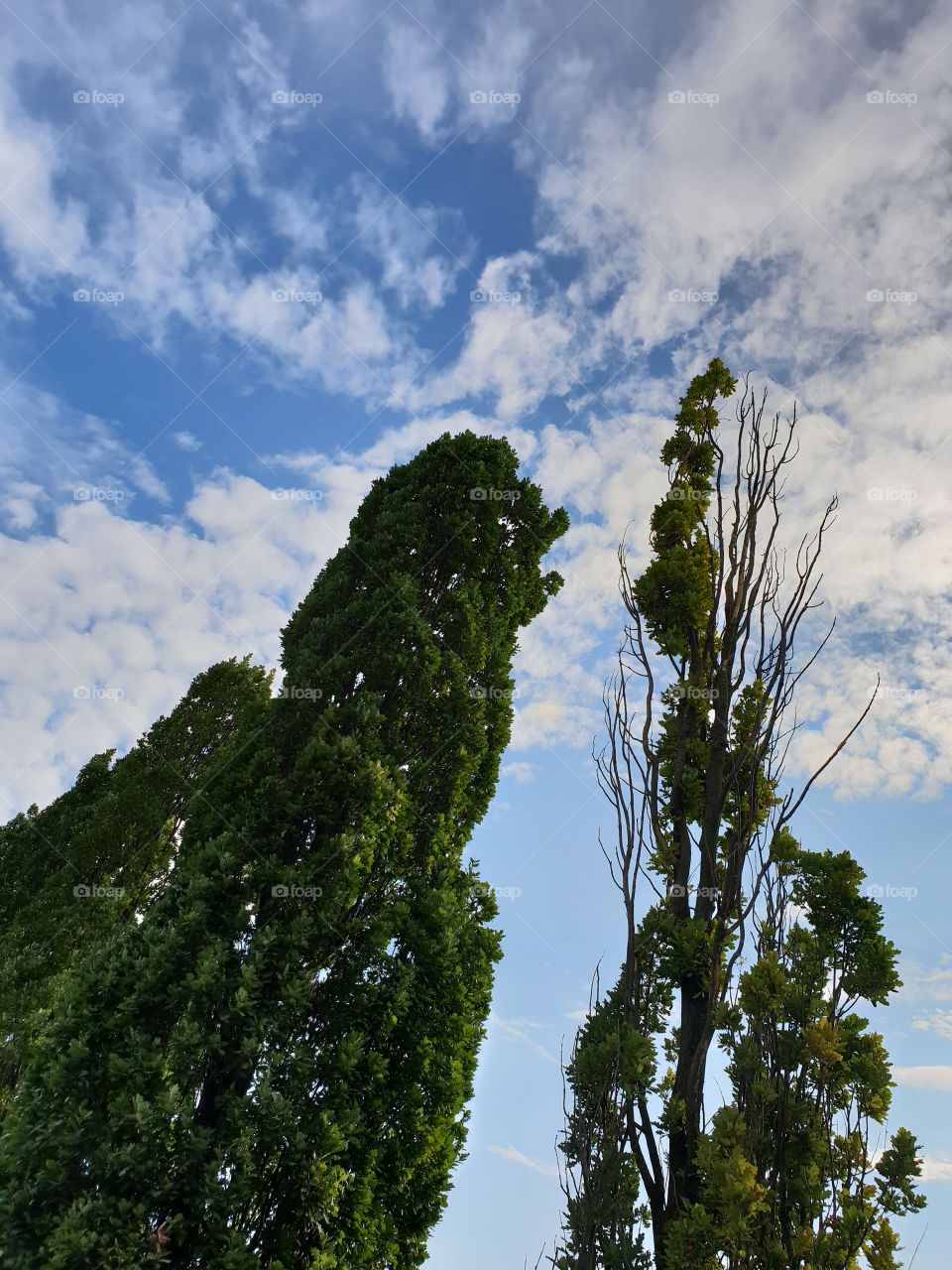 Clouds sky and trees