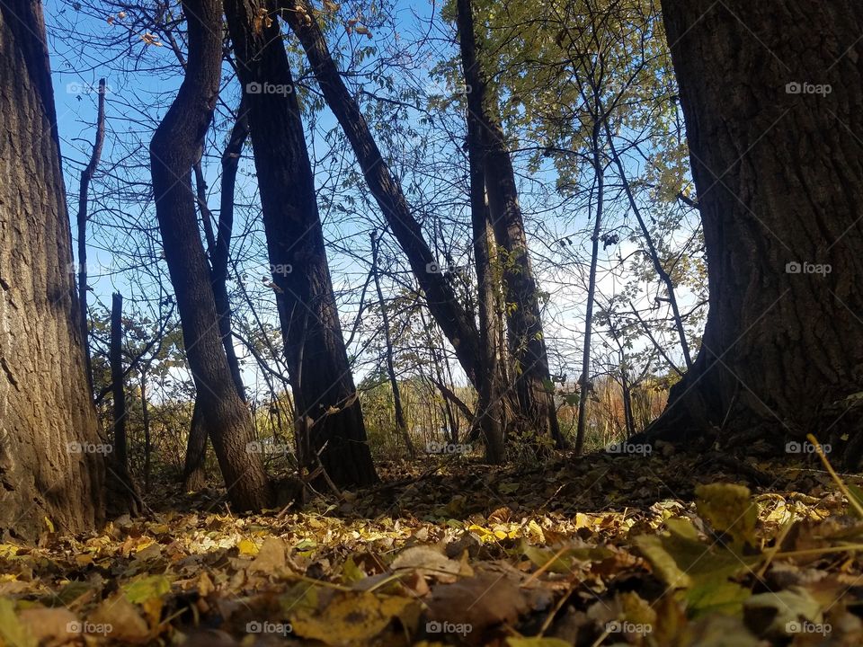 Fall - Beautiful Autumn Photos - Trees Minnesota Minneapolis : Ted Sellers