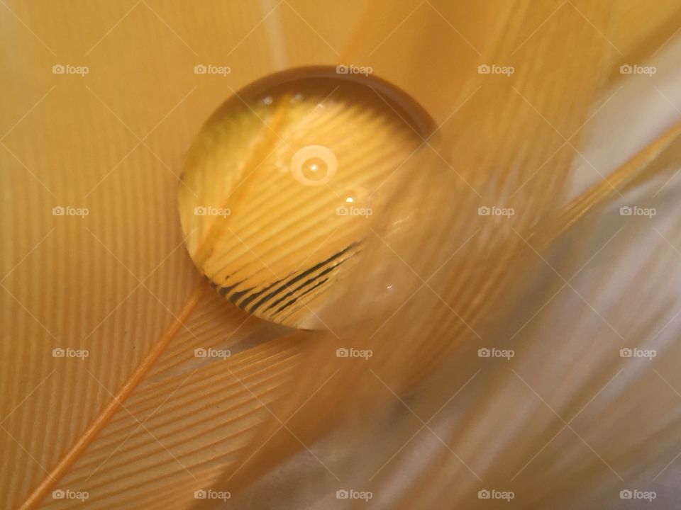 Water drop on feather