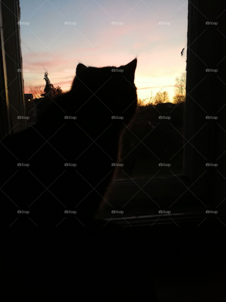 Cat in Sunset